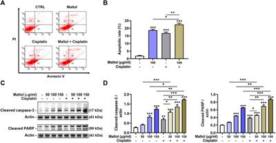 Maltol has anti-cancer effects via modulating PD-L1 signaling pathway in B16F10 cells